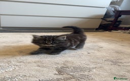Mixed Breed cats for sale: 🐱4 fluffy male kittens🐱 - Image 5