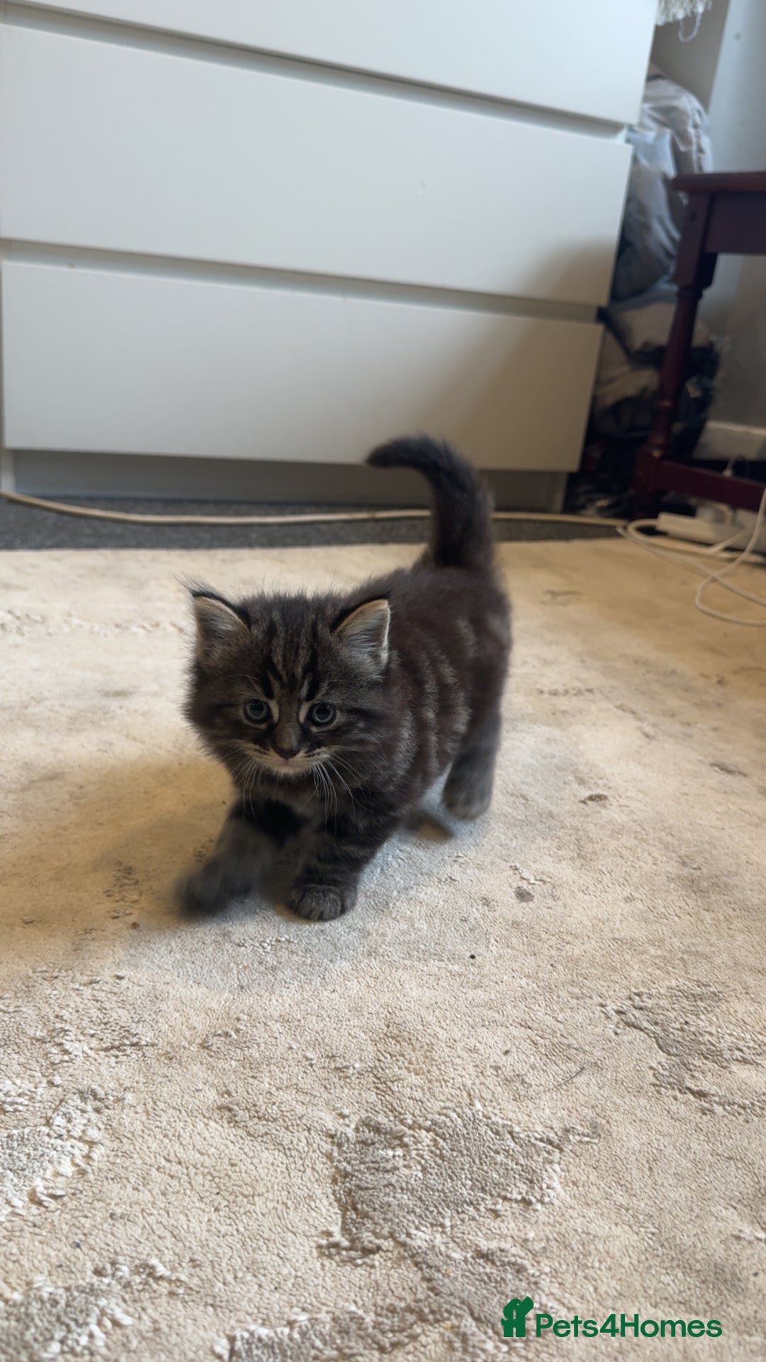 Mixed Breed cats for sale: 🐱4 fluffy male kittens🐱 - Image 5