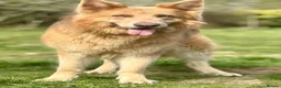 German Shepherd dogs for stud: Isabella german shepherd stud dog  - Advert 2
