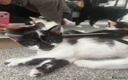 Domestic Shorthair cats for sale: Kittens - Image 7