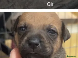 Mixed Breed dogs Staffy mixed breed pups - Advert 1