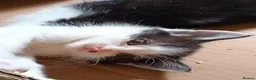 Mixed Breed cats for sale: Adorable beautiful kittens  - Advert 3