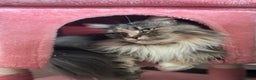 Maine Coon cats for sale: Pedigree registered female maine coon for sale - Advert 5