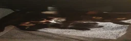 European cats for sale: Male and female  kittens   in Birmingham - Advert 6