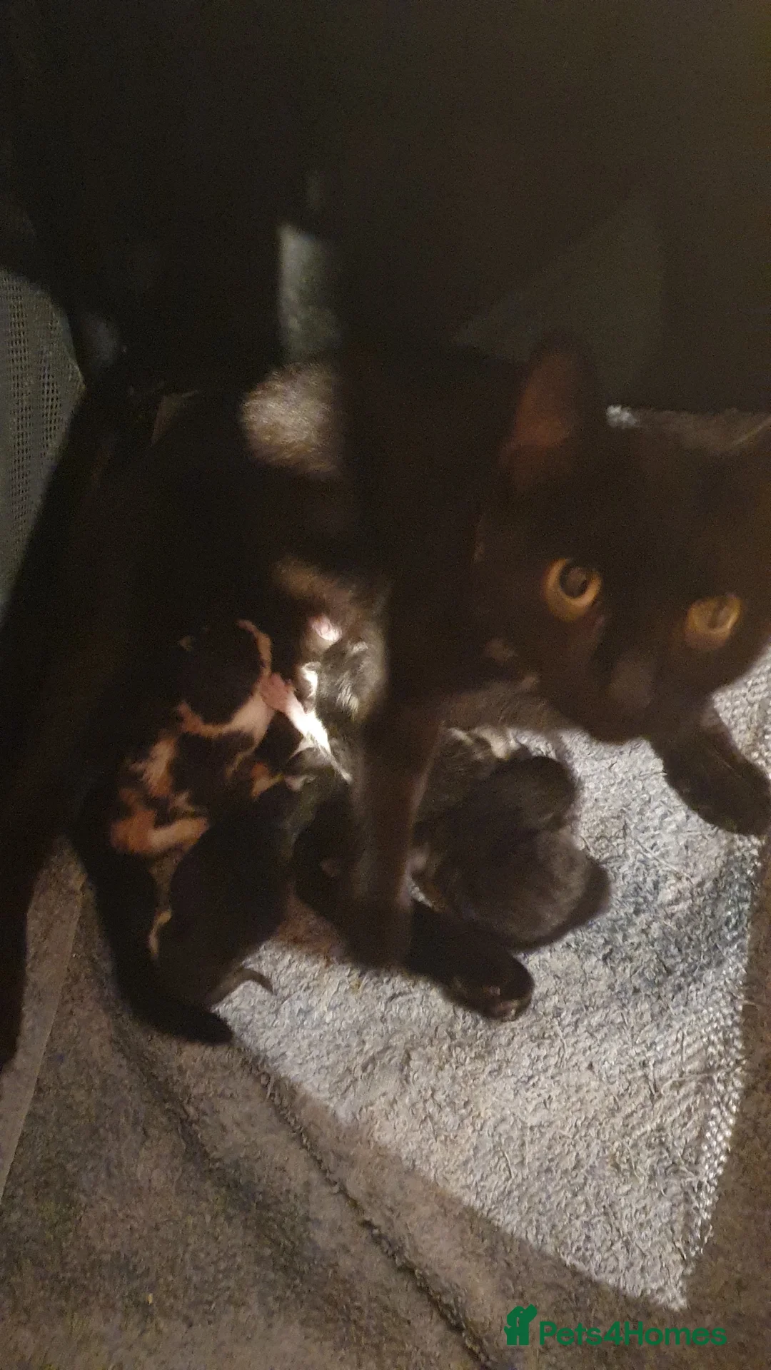 European cats for sale: Male and female  kittens   in Birmingham - Advert 6