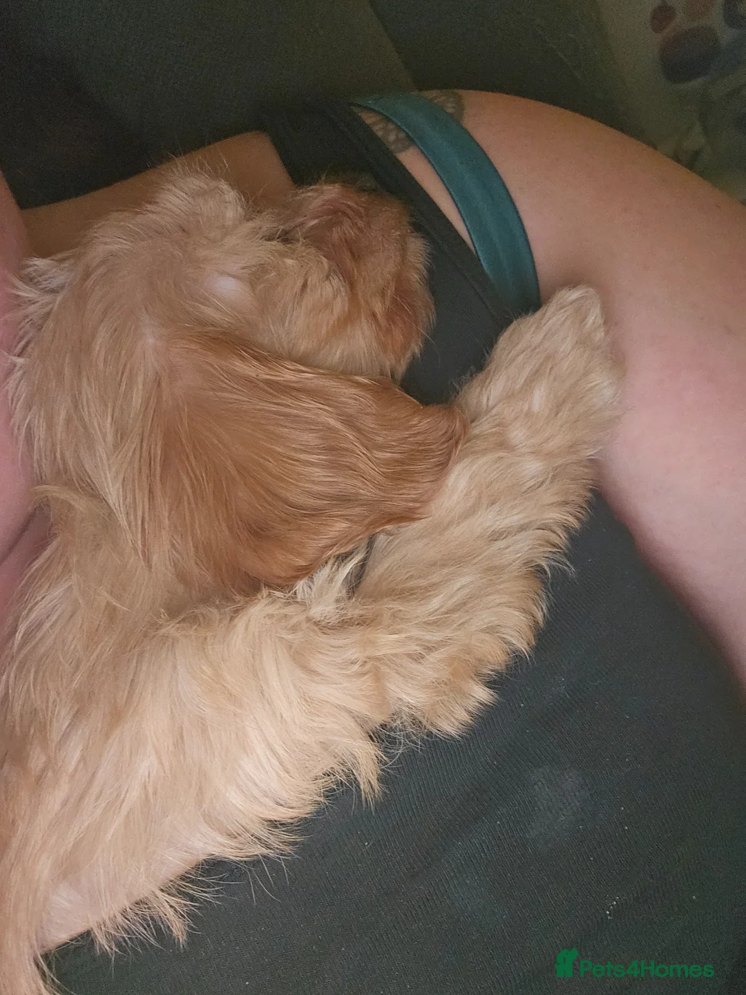 Mixed Breed dogs for sale: Dachshund x brewier Yorkshire terrier  - Advert 5