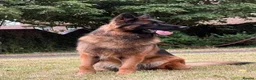 German Shepherd dogs for sale: 3 year German Shepherd looking for a new home in London - Advert 3