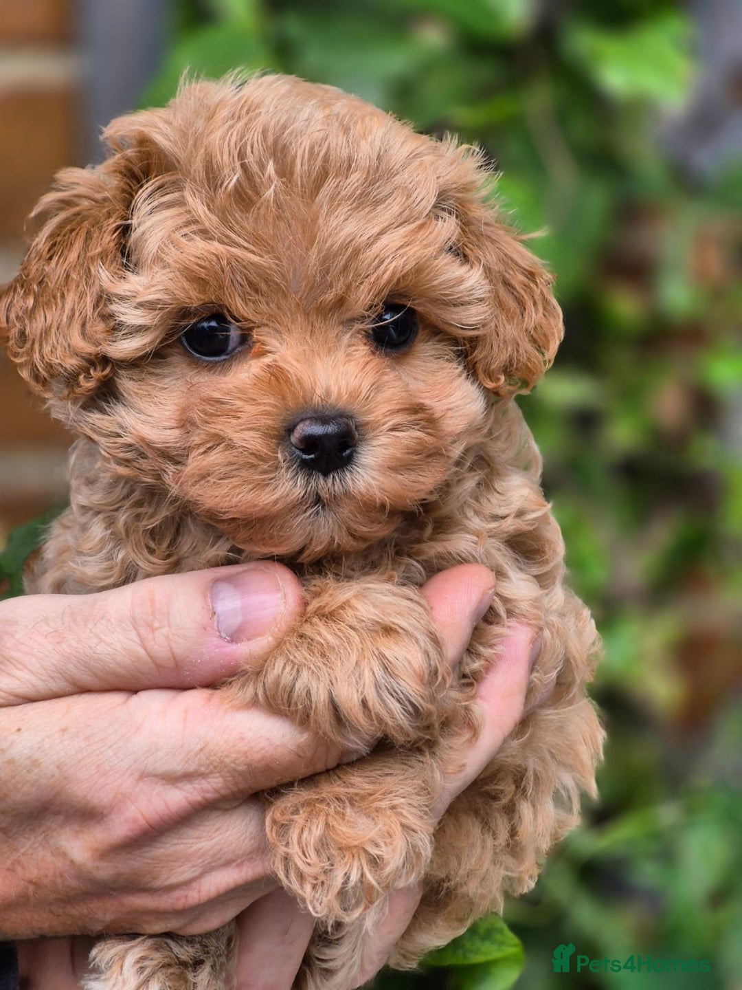 Maltipoo dogs for sale: 🐶Rare Asian/Korean Tiny Maltipoo Puppies🐶 - Image 6