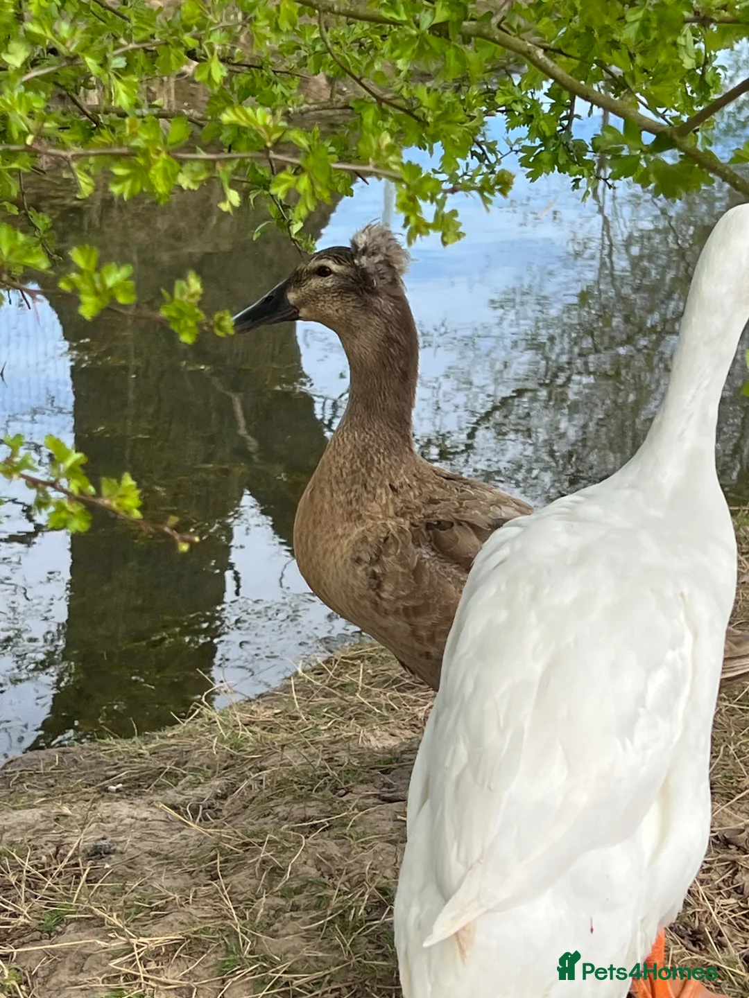 Ducks poultry for sale: Crested / Pom Pom runner duck x - Advert 1