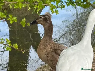 Ducks poultry Crested / Pom Pom runner duck x - Advert 1