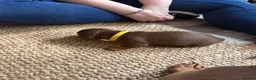 Miniature Dachshund dogs for sale: Stunning Mini Dachshund puppies for sale - Advert 19