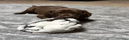 German Shorthaired Pointer dogs for sale: Fantastic KC registered Solid working GSP's. - Advert 4