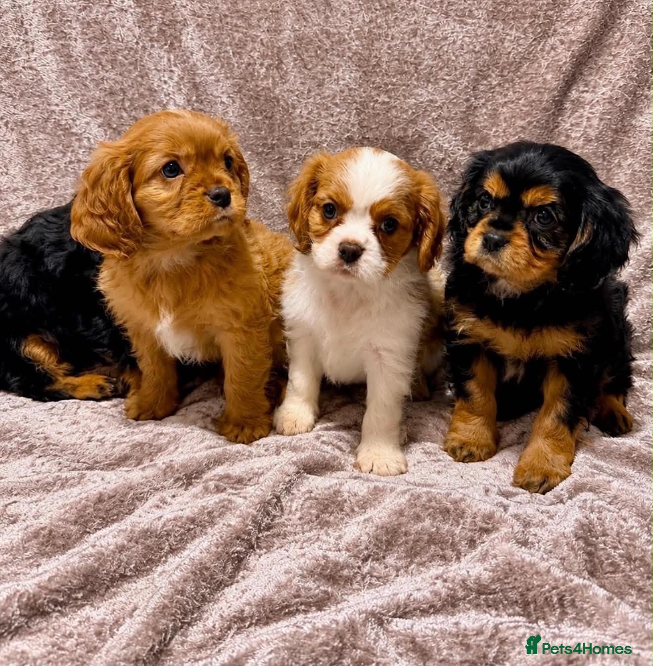 Cavalier King Charles Spaniel dogs for sale: CHOCOLATE CARRIER CAVALIER PUPPIES! - Advert 3