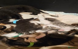 Mixed Breed cats for sale: 4 male kittens remaining, ready 25th October - Image 18