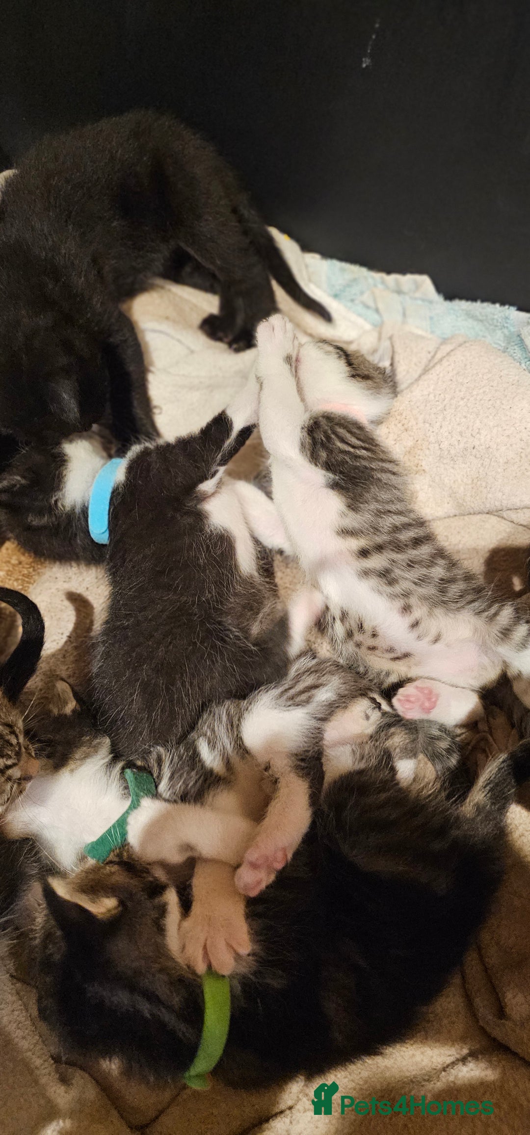 Mixed Breed cats for sale: 4 male kittens remaining, ready 25th October - Image 18