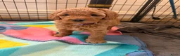Mini Goldendoodle dogs for sale: Mini Goldendoodle puppies 🐶🫶🏻 - Advert 15
