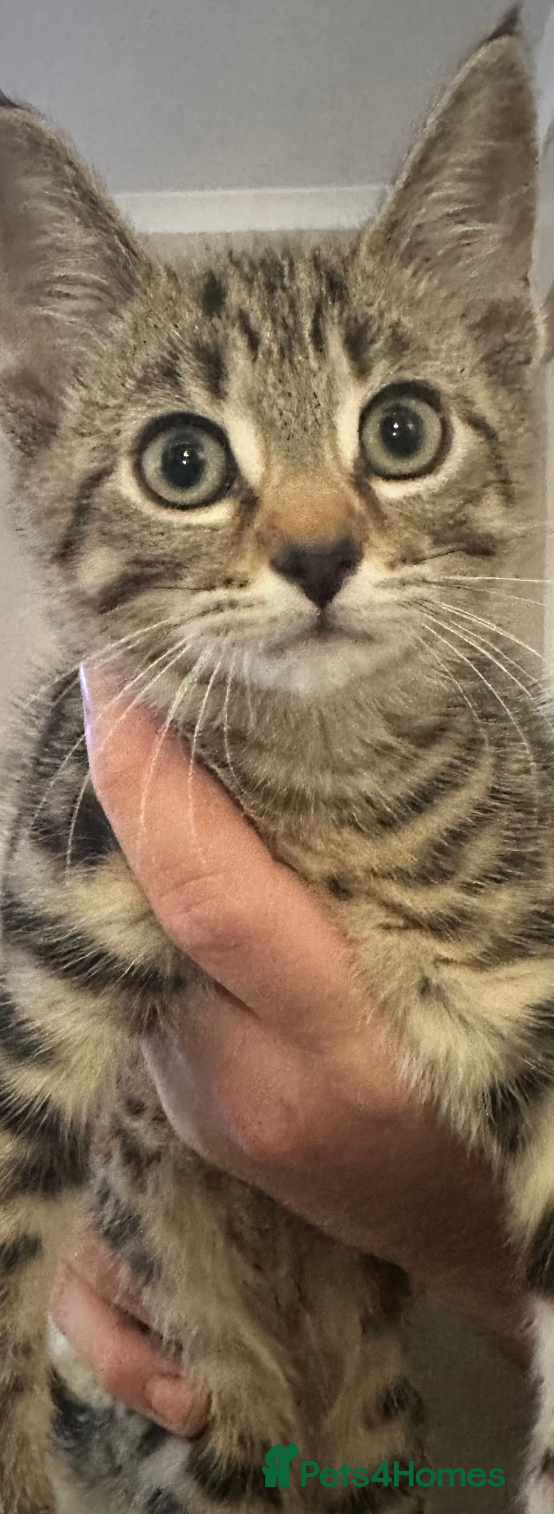 Mixed Breed cats for sale: Half bengal male kitten  - Image 1