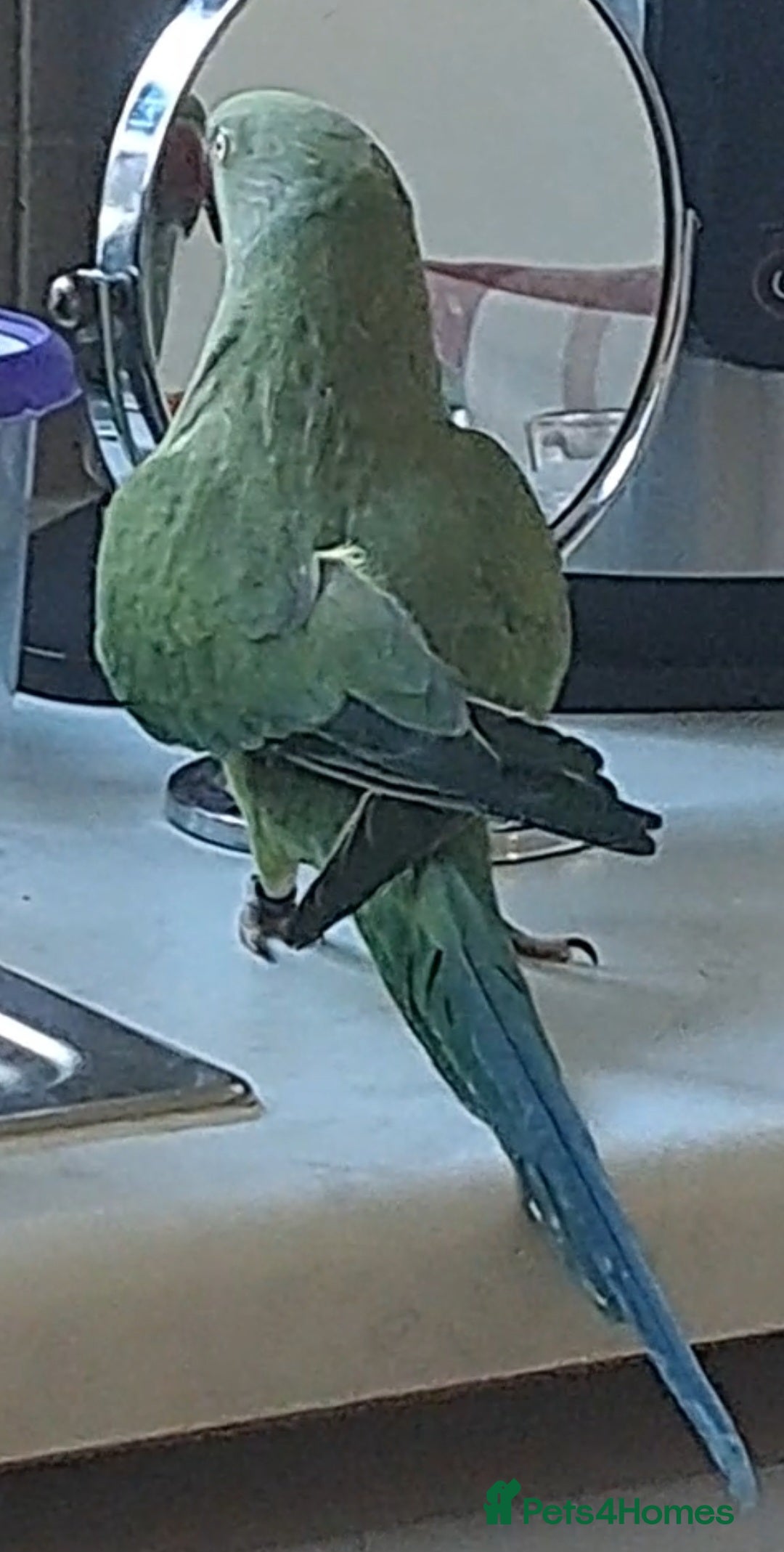 Ringnecks birds for sale: 2 year old male Indian Ringneck parrot - Advert 8