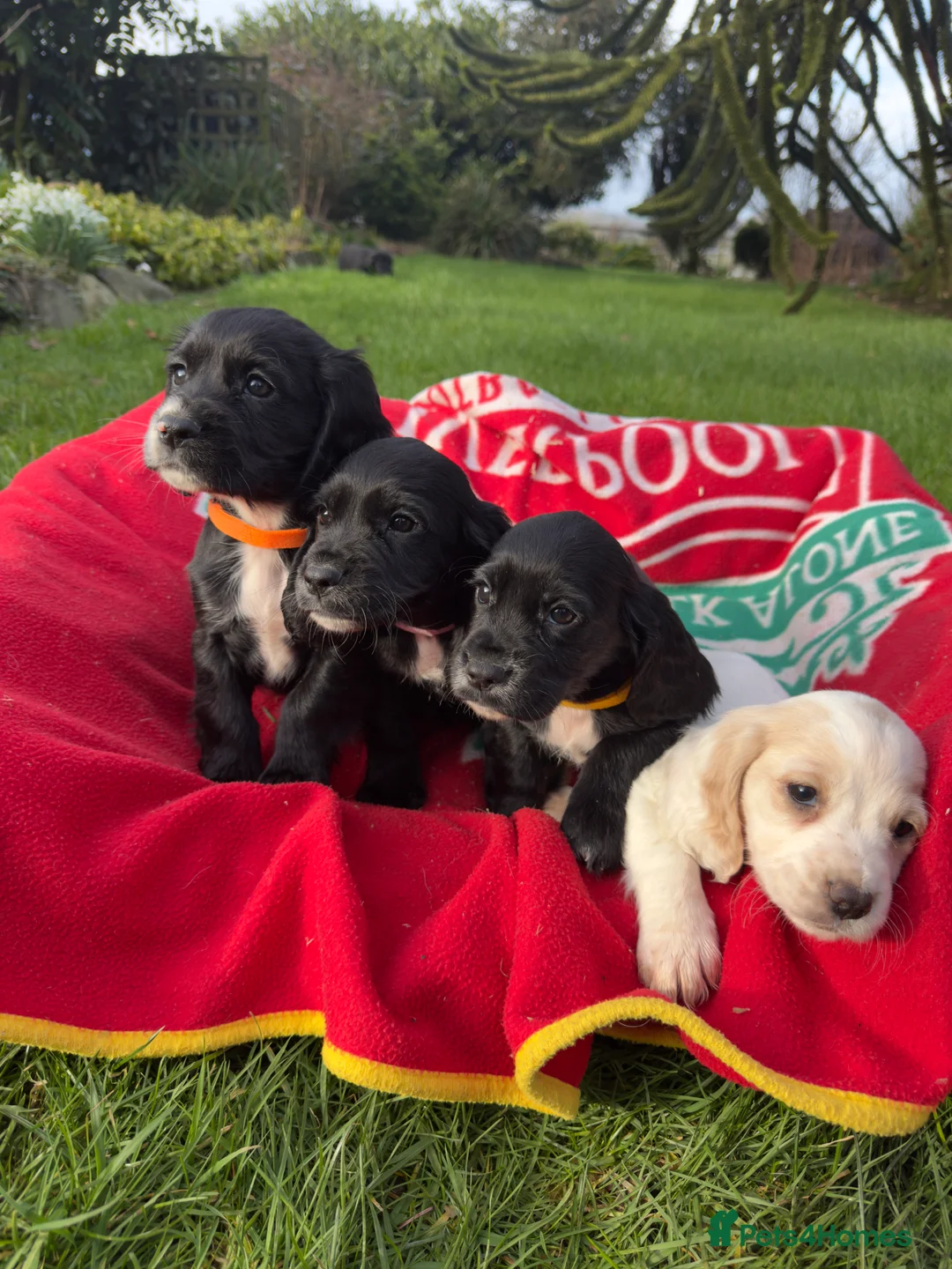 Cocker Spaniel dogs for sale: Adorable KC Registered Cocker Spaniel Puppies - Advert 3