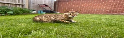 Bengal cats for sale: ✨ Pedigree Rosetted Bengal Kittens - Ready Soon✨ - Advert 26