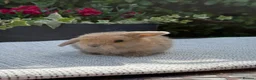 Mini Lop rabbits for sale: 7 Beautiful Mini Lop Bunnies - Advert 11