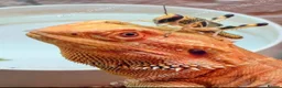 Bearded Dragon reptiles for sale: Bearded dragon seeking new home - Advert 4