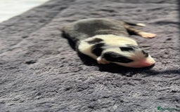 Australian Shepherd dogs for sale: KC registered Australian Shepard puppies - Image 12