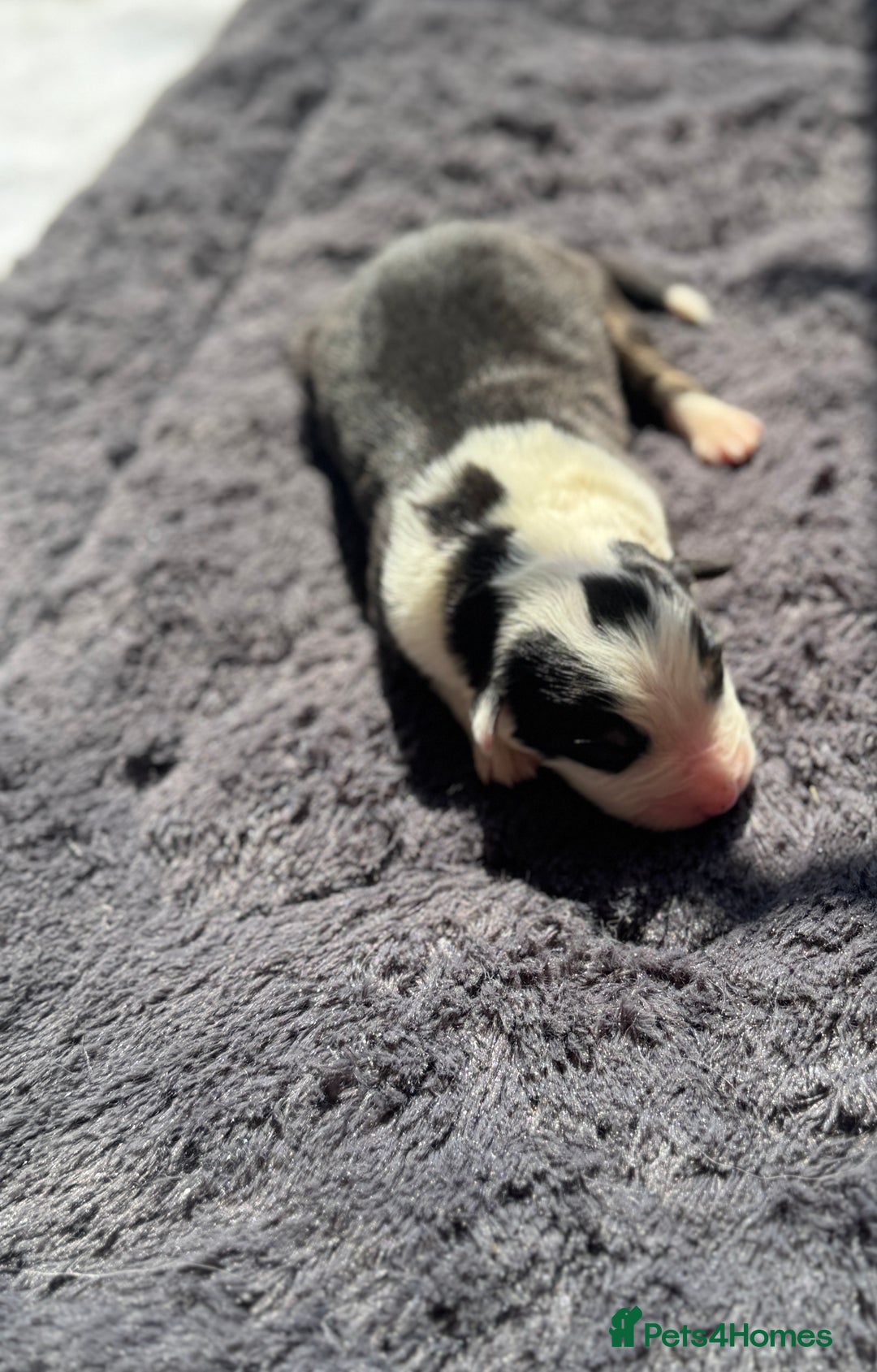 Australian Shepherd dogs for sale: KC registered Australian Shepard puppies - Image 12