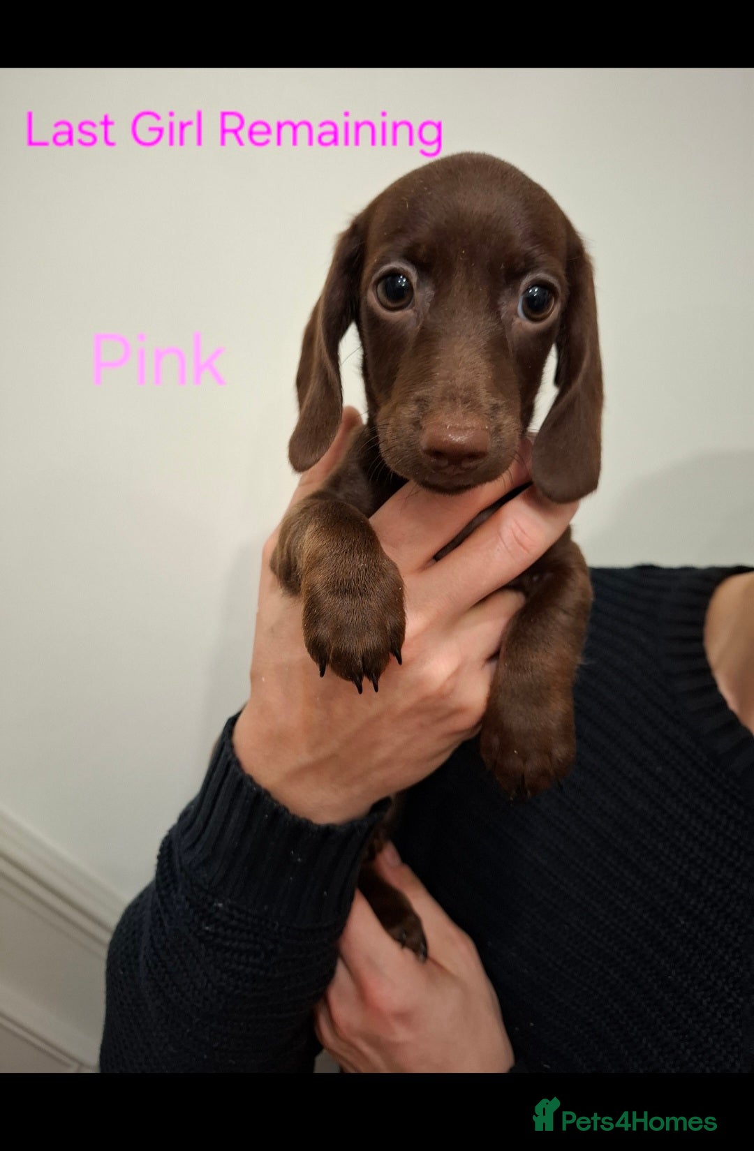 Miniature Dachshund dogs for sale: Female Miniature Dachshund Puppies - Advert 1