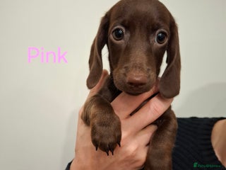 Miniature Dachshund dogs Female Miniature Dachshund Puppies - Advert 10
