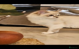 Ragdoll cats for sale: Champion dad Pedigree ragdolls GCCF  - Image 12