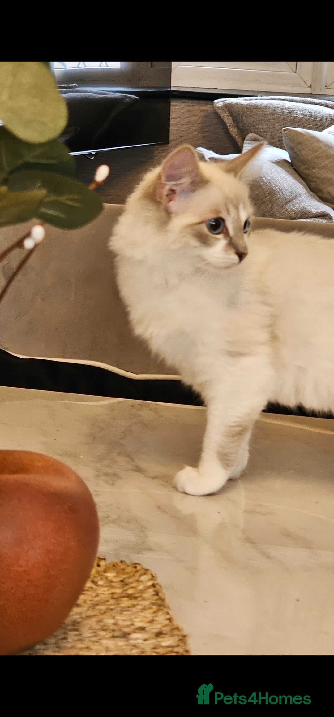 Ragdoll cats for sale: Champion dad Pedigree ragdolls GCCF  - Image 12