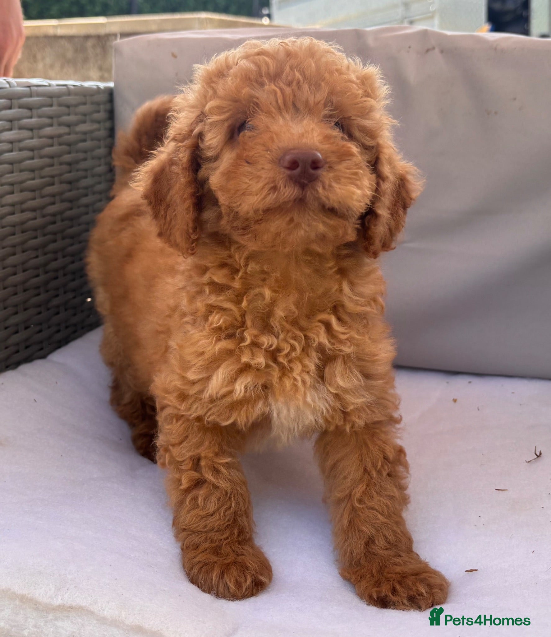 Miniature Poodle dogs KC reg Miniature Poodles - Advert 1