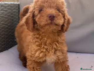 Miniature Poodle dogs KC reg Miniature Poodles - Advert 1
