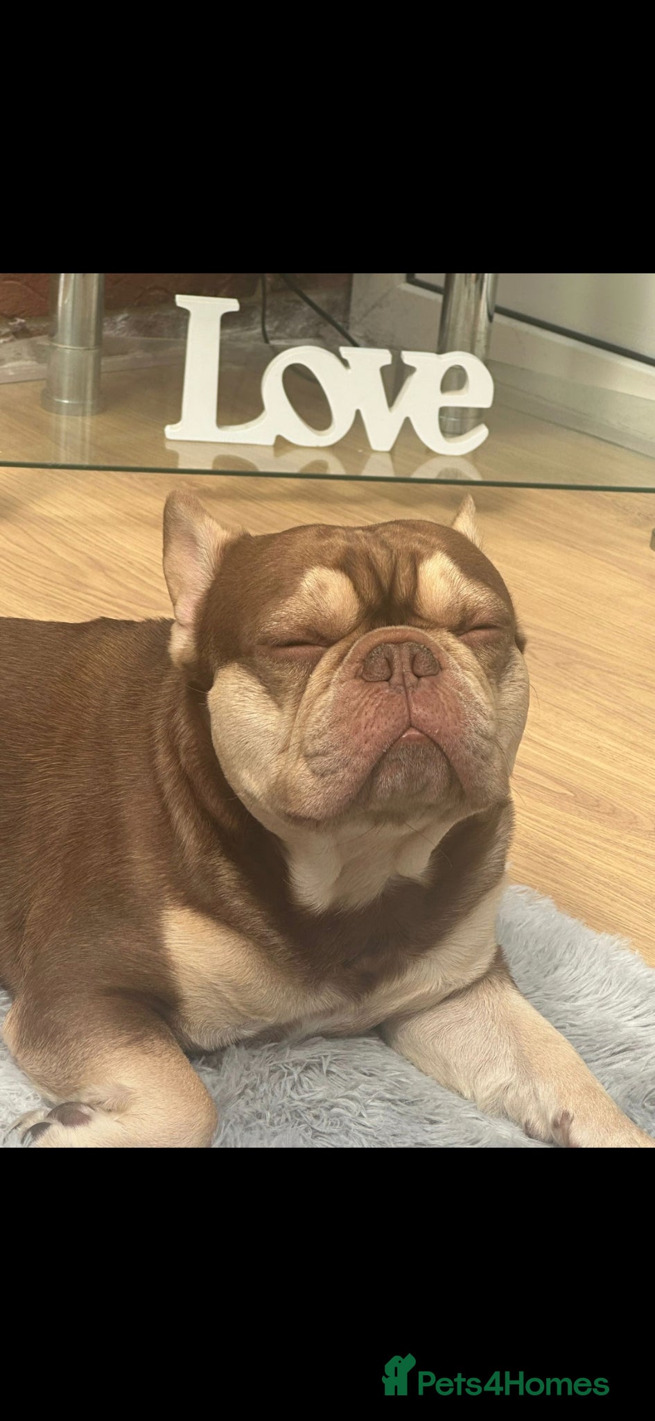 French Bulldog dogs for stud: Rocco for Stud Isabella and Tan carrying fluffy in Chester-le-Street - Advert 1