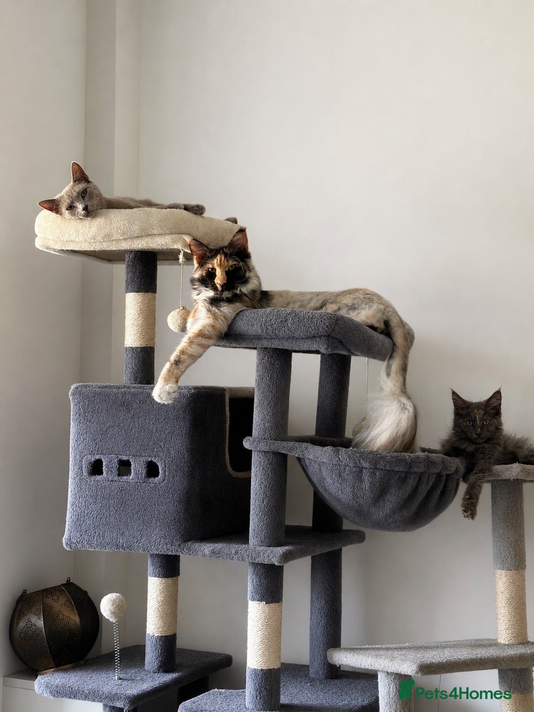 Maine Coon cats Smoky Maincoon female kitten  - Advert 2