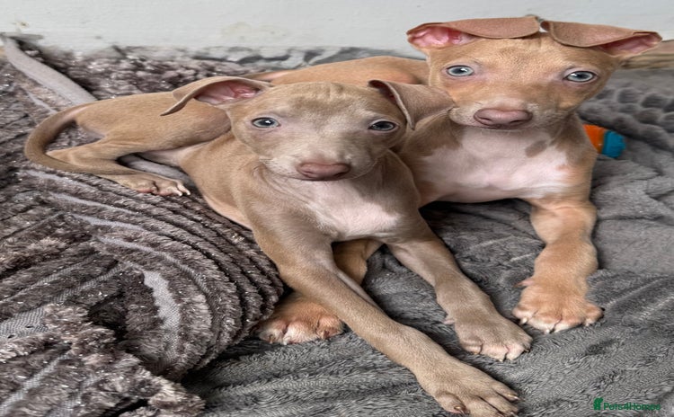 Italian Greyhound dogs - Advert 3