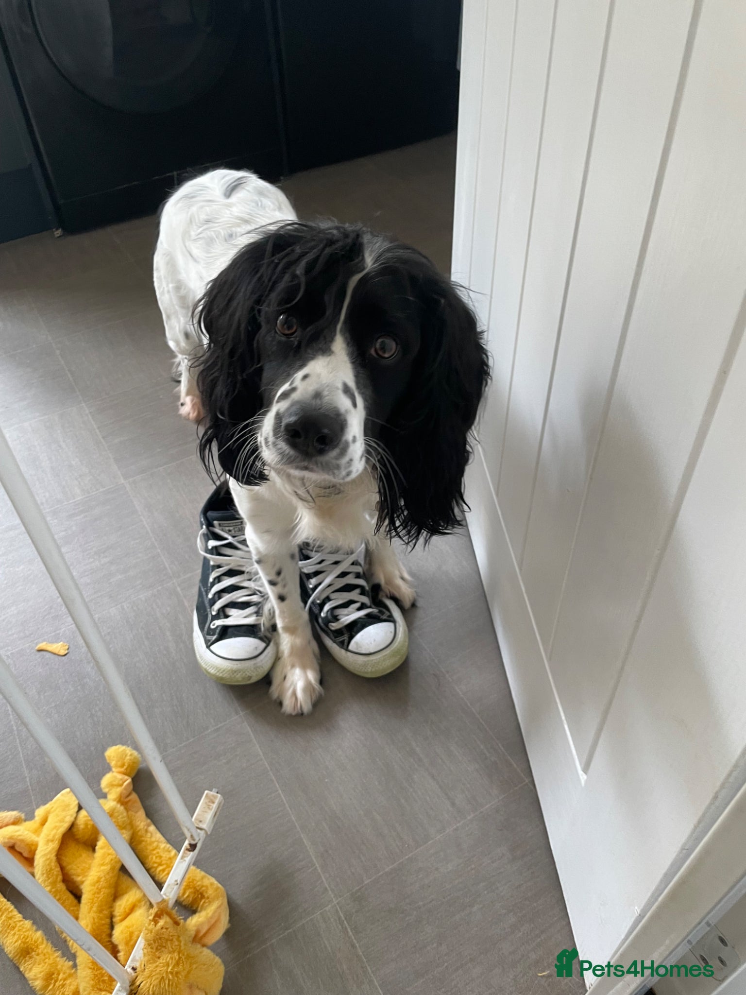 Sprocker dogs Sprocker  - Advert 2