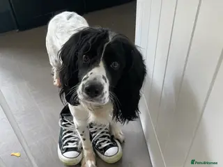 Sprocker dogs Sprocker - Advert 2