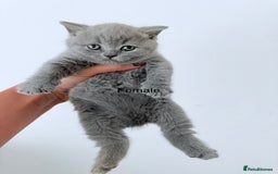 British Shorthair cats for sale: British Shorthair kittens ready mid-October - Image 7