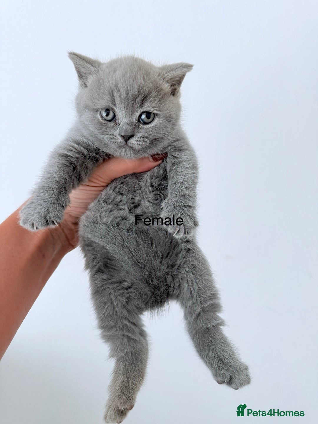 British Shorthair cats for sale: British Shorthair kittens ready mid-October - Image 7