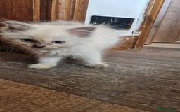 Ragdoll cats for sale: Ragdolls ready now - Image 3