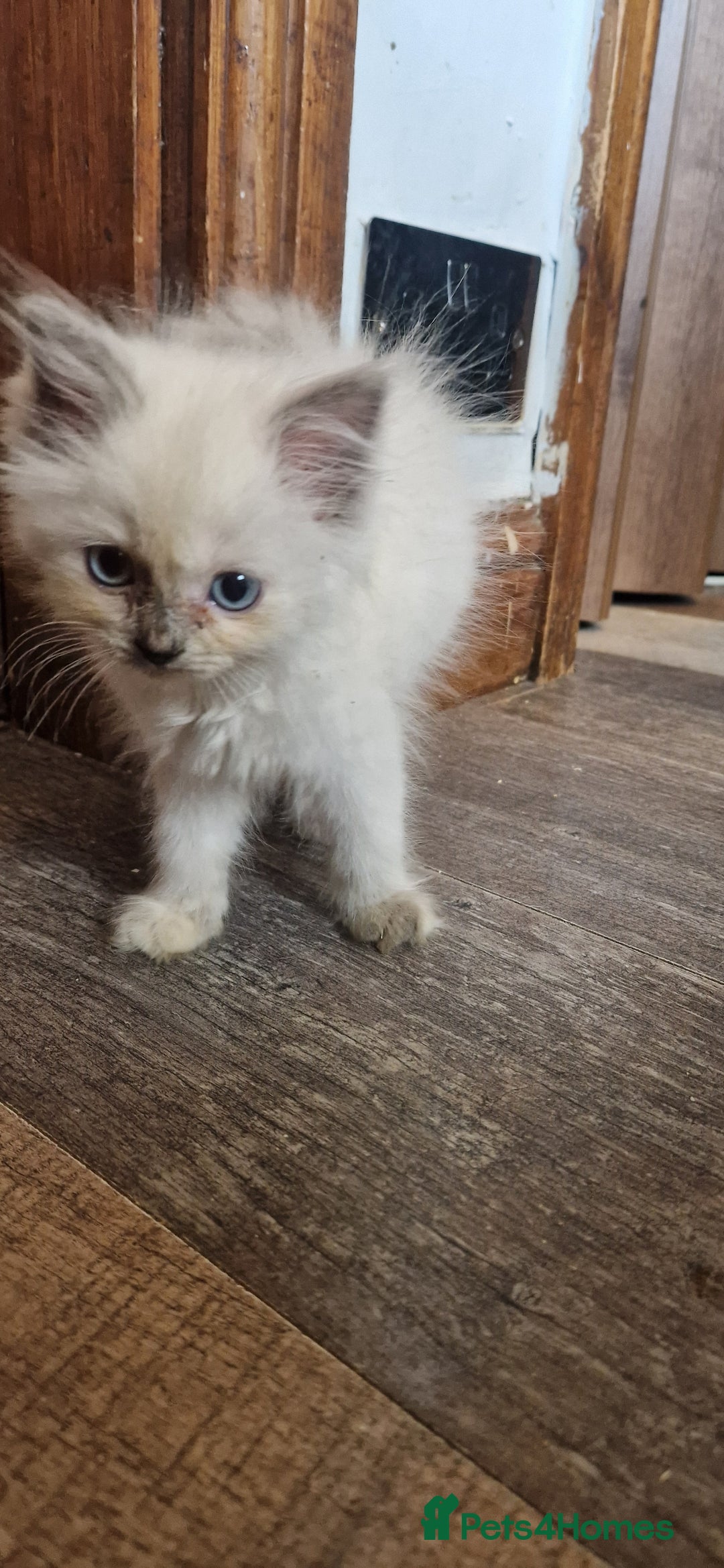 Ragdoll cats for sale: Ragdolls ready now - Image 3