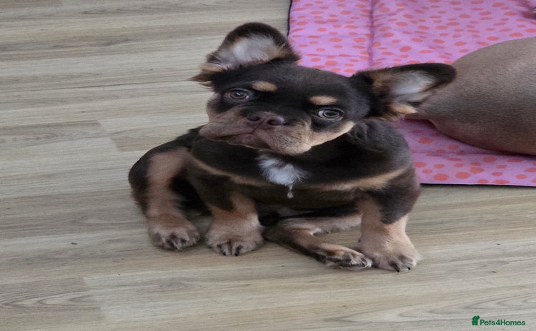 French Bulldog dogs - Advert 1