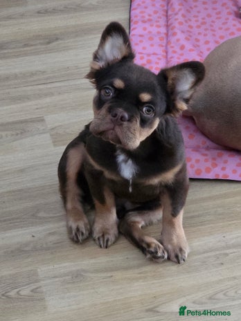 French Bulldog dogs - Advert 1