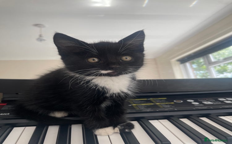 Mixed Breed cats - Advert 7