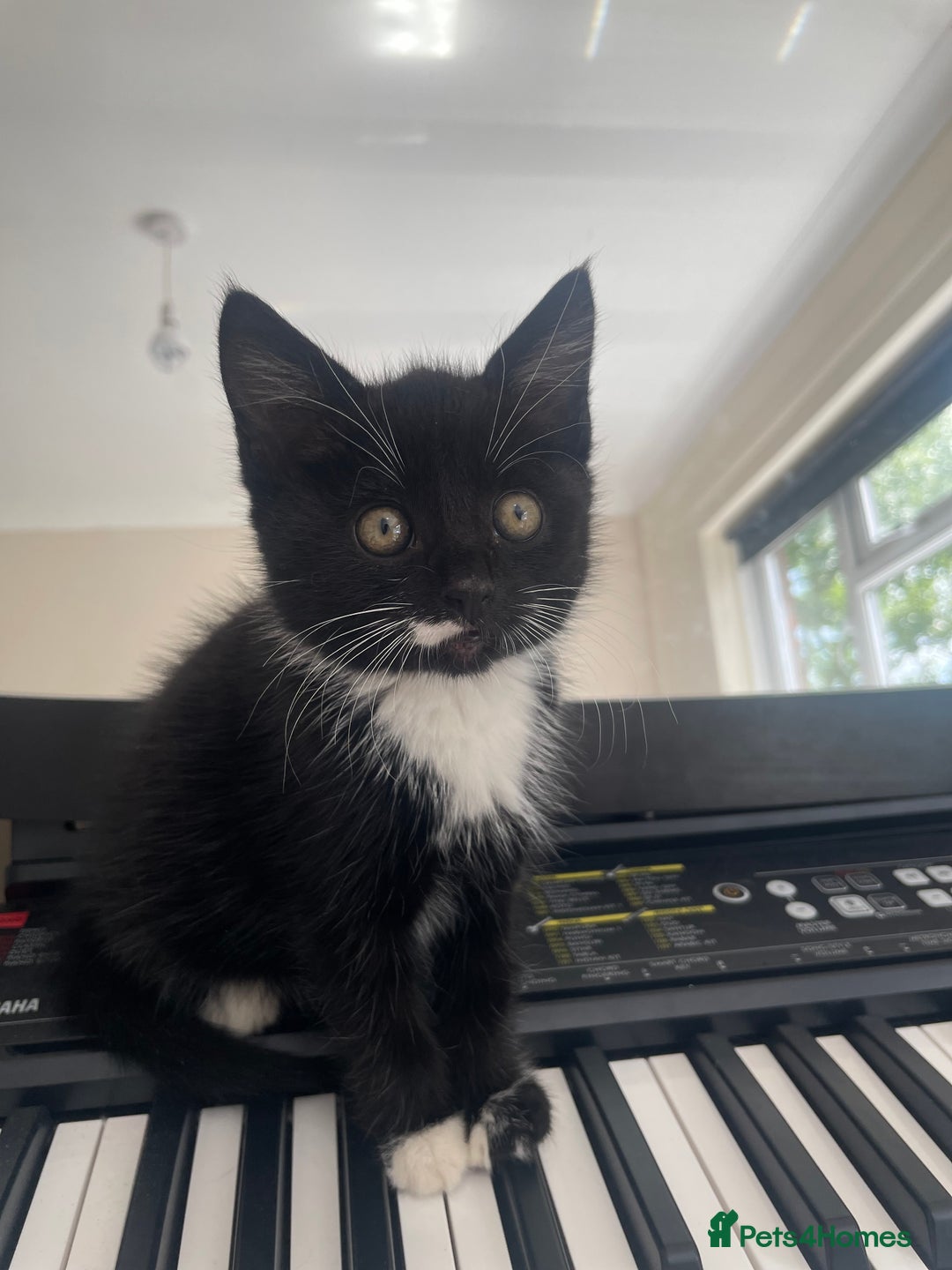 Mixed Breed cats for sale: Boy kitten  - Image 1