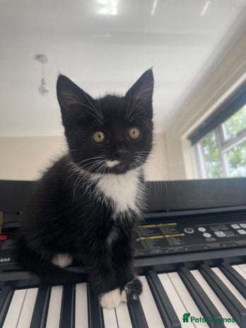 Mixed Breed cats - Advert 11