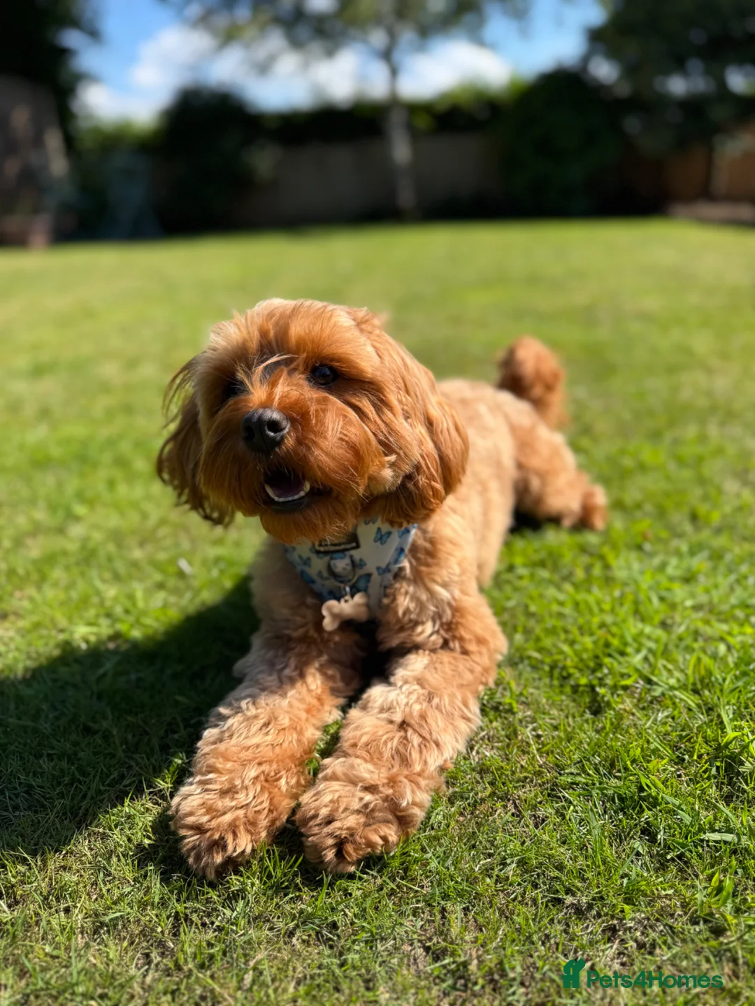Cavapoo dogs for sale: 4 Beautiful F1B Cavapoo’s 🐶  - Advert 2