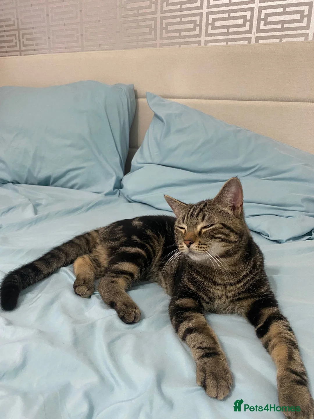 British Shorthair cats for sale: Kittens of 6 months NEED GONE URGENTLY  - Advert 12